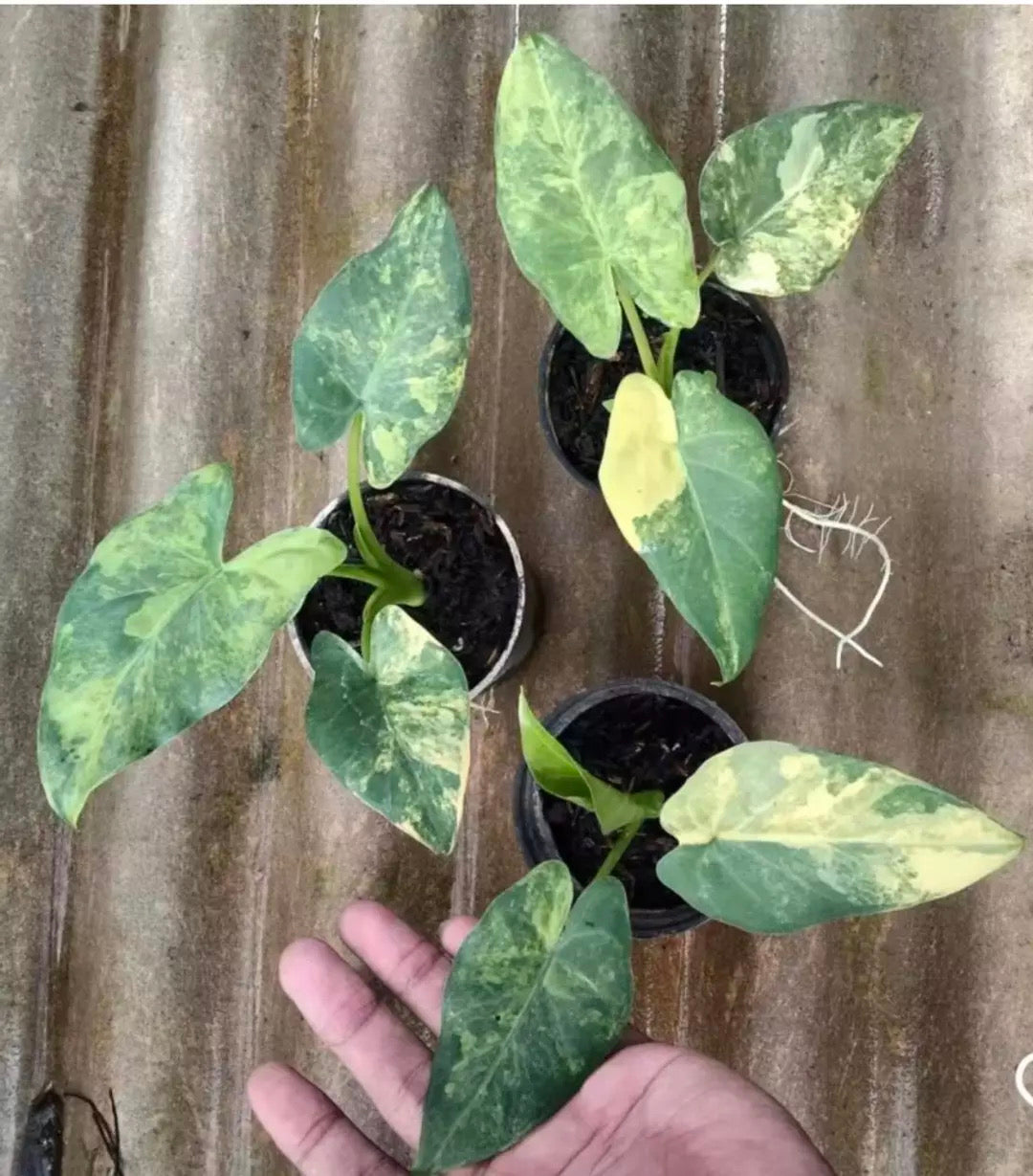 Alocasia Puber Aurea TC Growers Choice