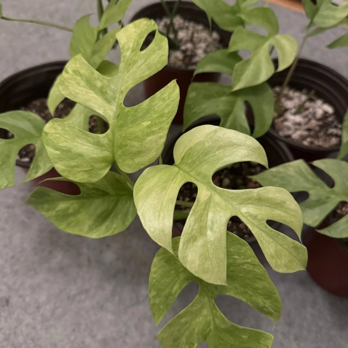 Rhaphidophora Tetrasperma Mint Var TC Growers Choice