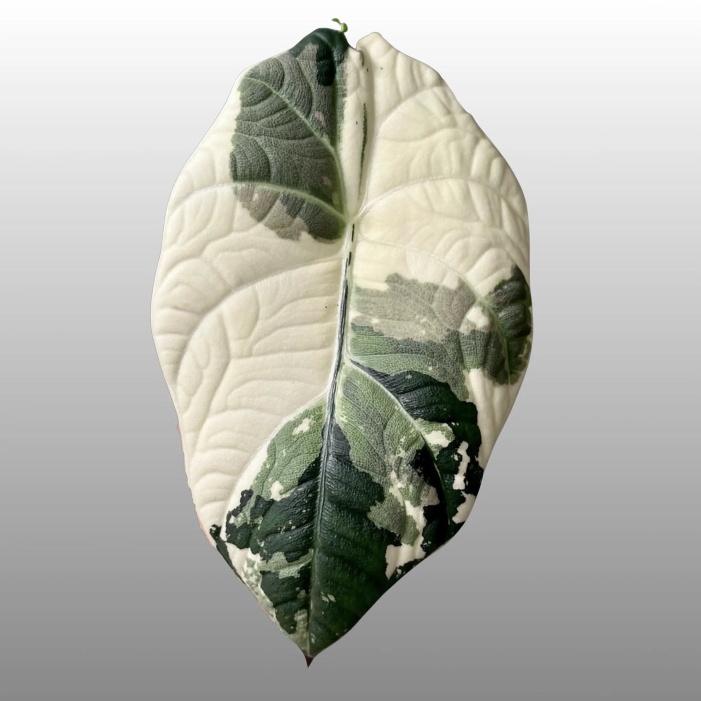 Maharani Albo TC Growers Choice