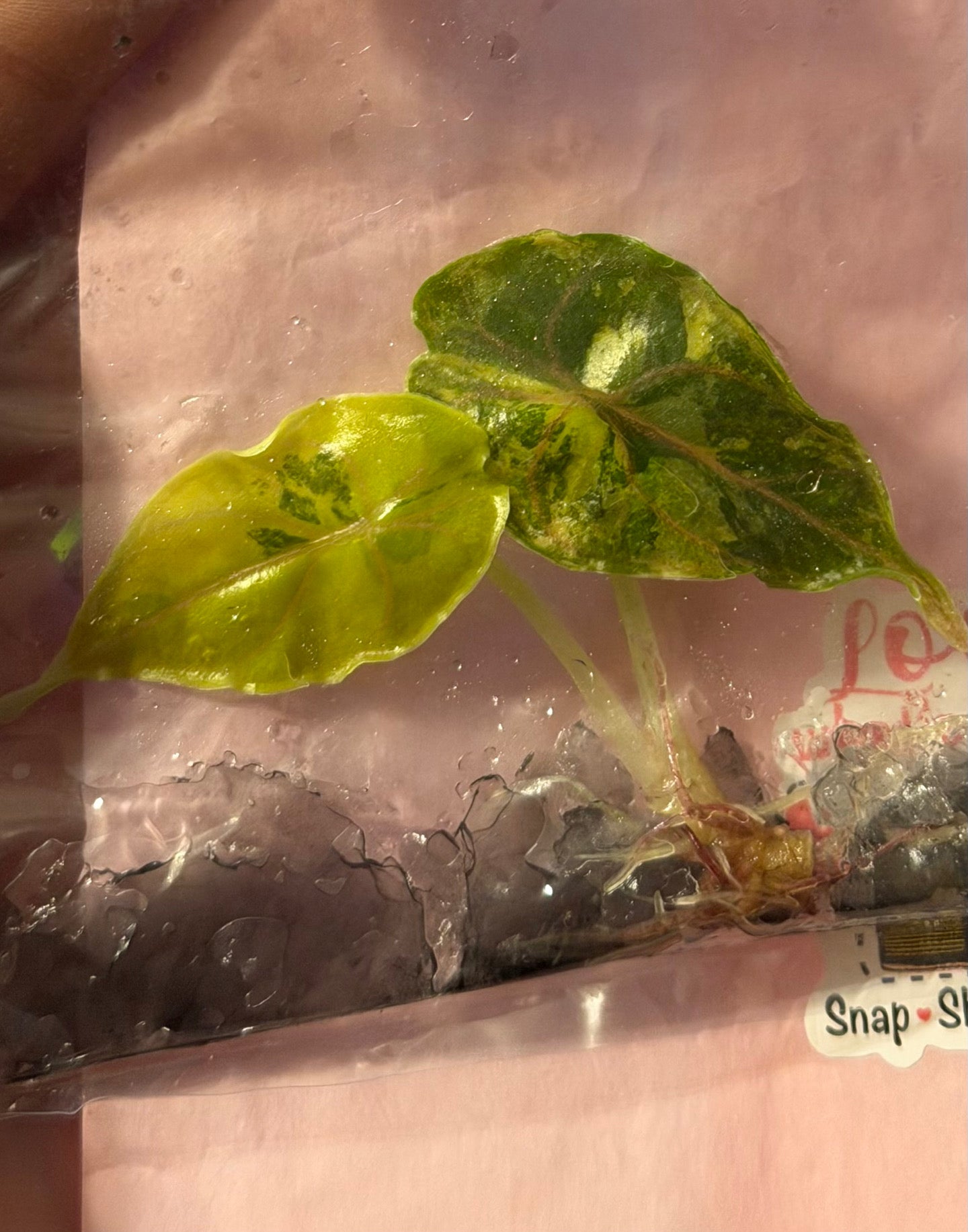 Azlanii Aurea - Tissue Culture Growers Choice