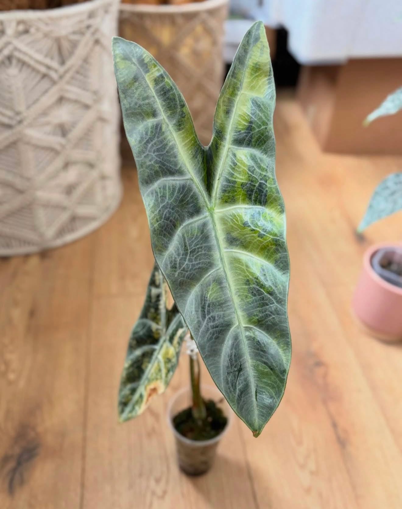 Longiloba Silver Aurea TC Growers Choice