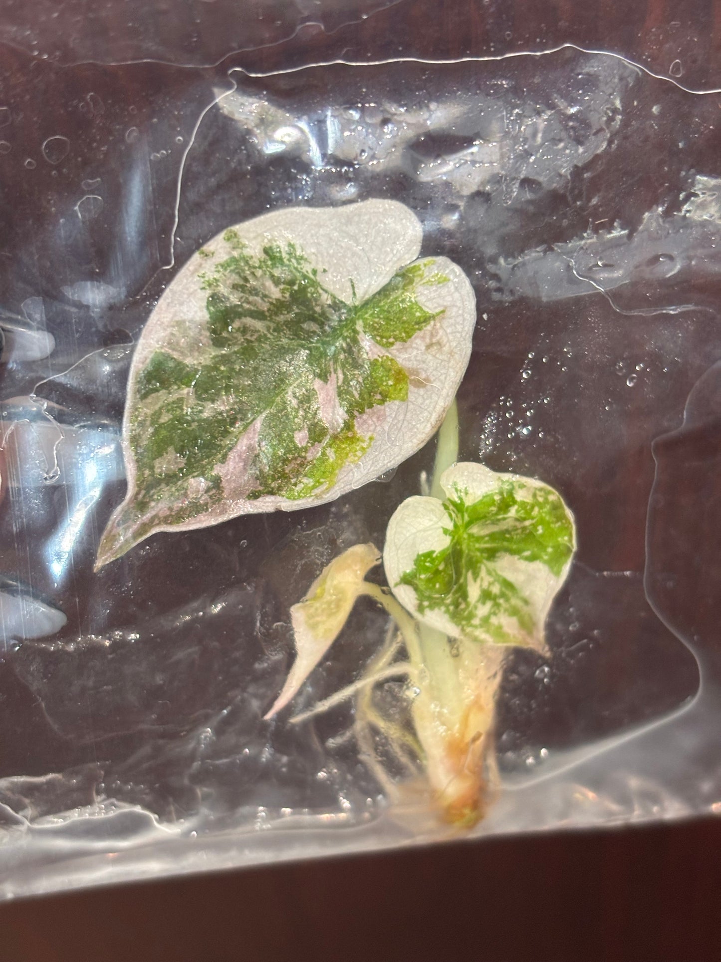 True Pink Cuprea Alocasia tc