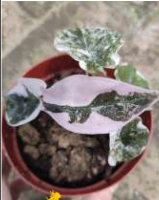 True Pink Cuprea Alocasia tc