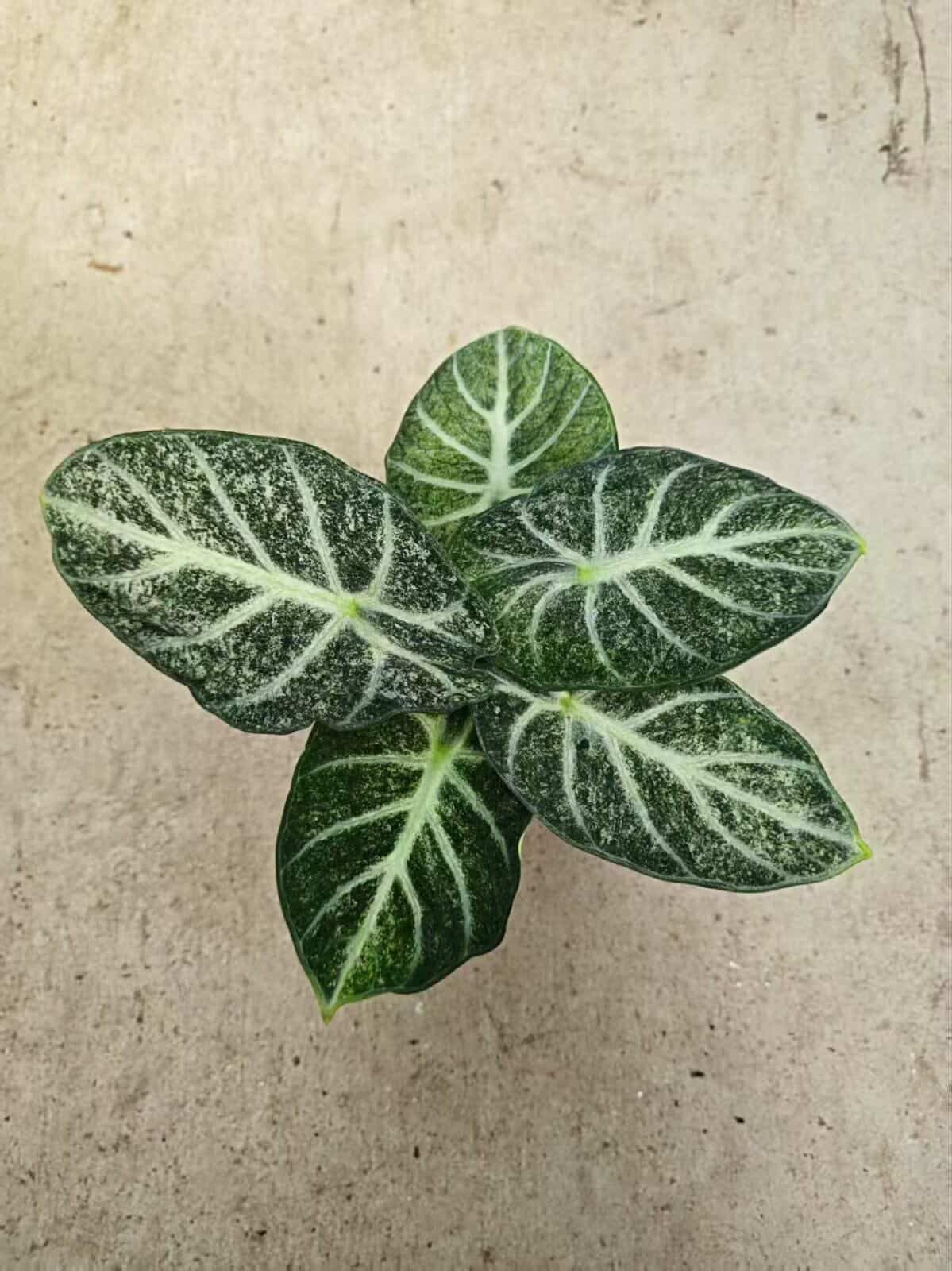 Alocasia Ninja Freckles- Tissue Culture Growers Choice