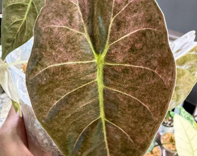 Alocasia Golden Bone Pink Mint - Tissue Culture Growers Choice