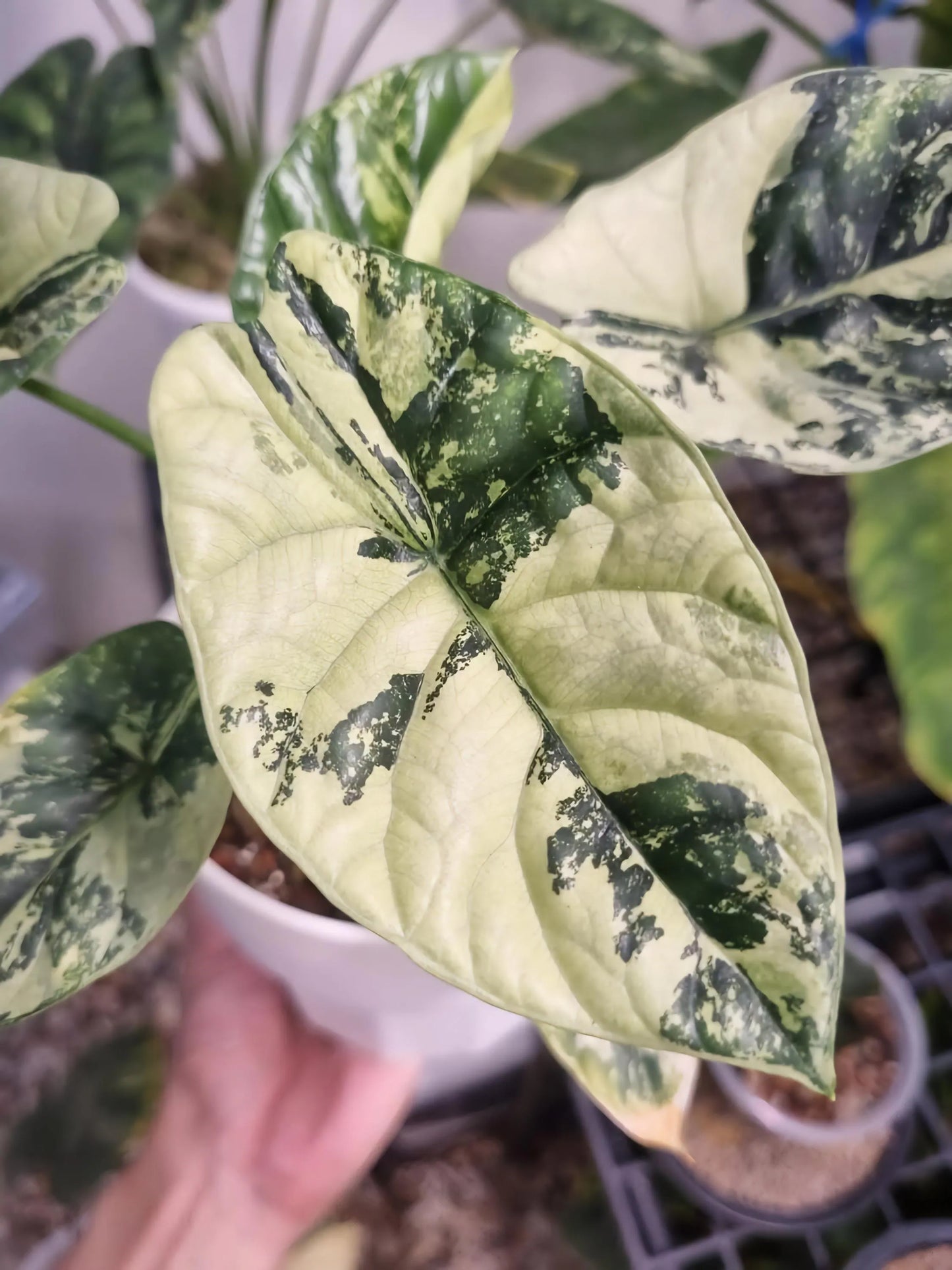 Alocasia Sinuata Albo Quilted Dream- Tissue Culture Growers Choice