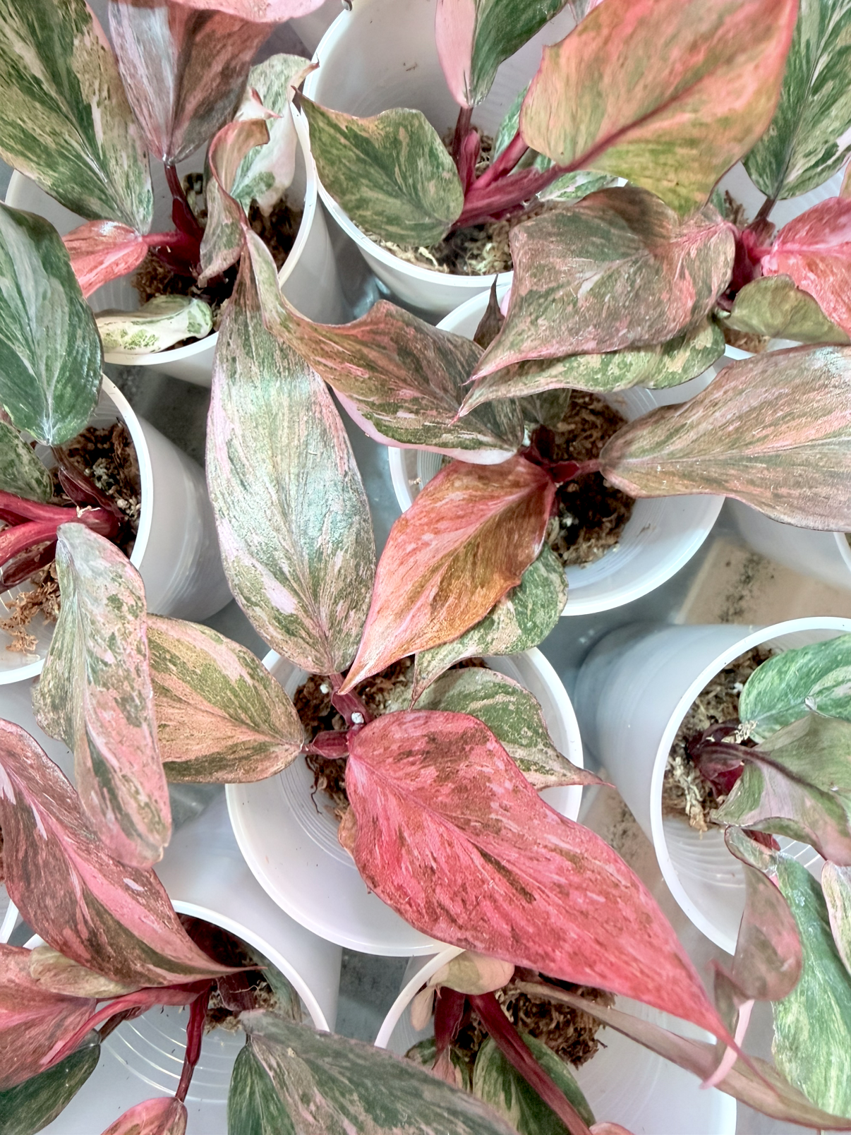 Fire Phoenix Starter PLUG Growers Choice