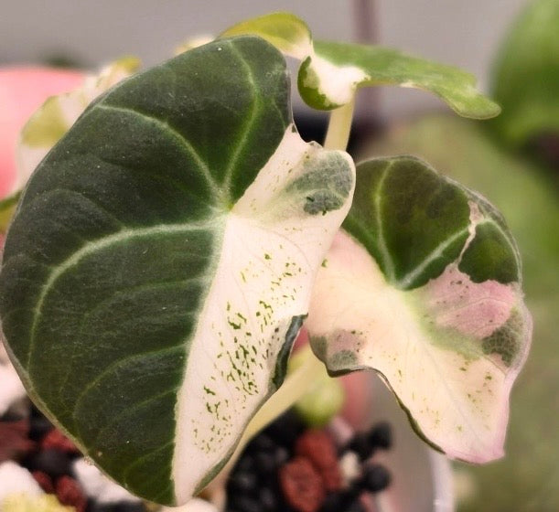 Alocasia Black Velvet Dalmatian Var TC Grower’s Choice