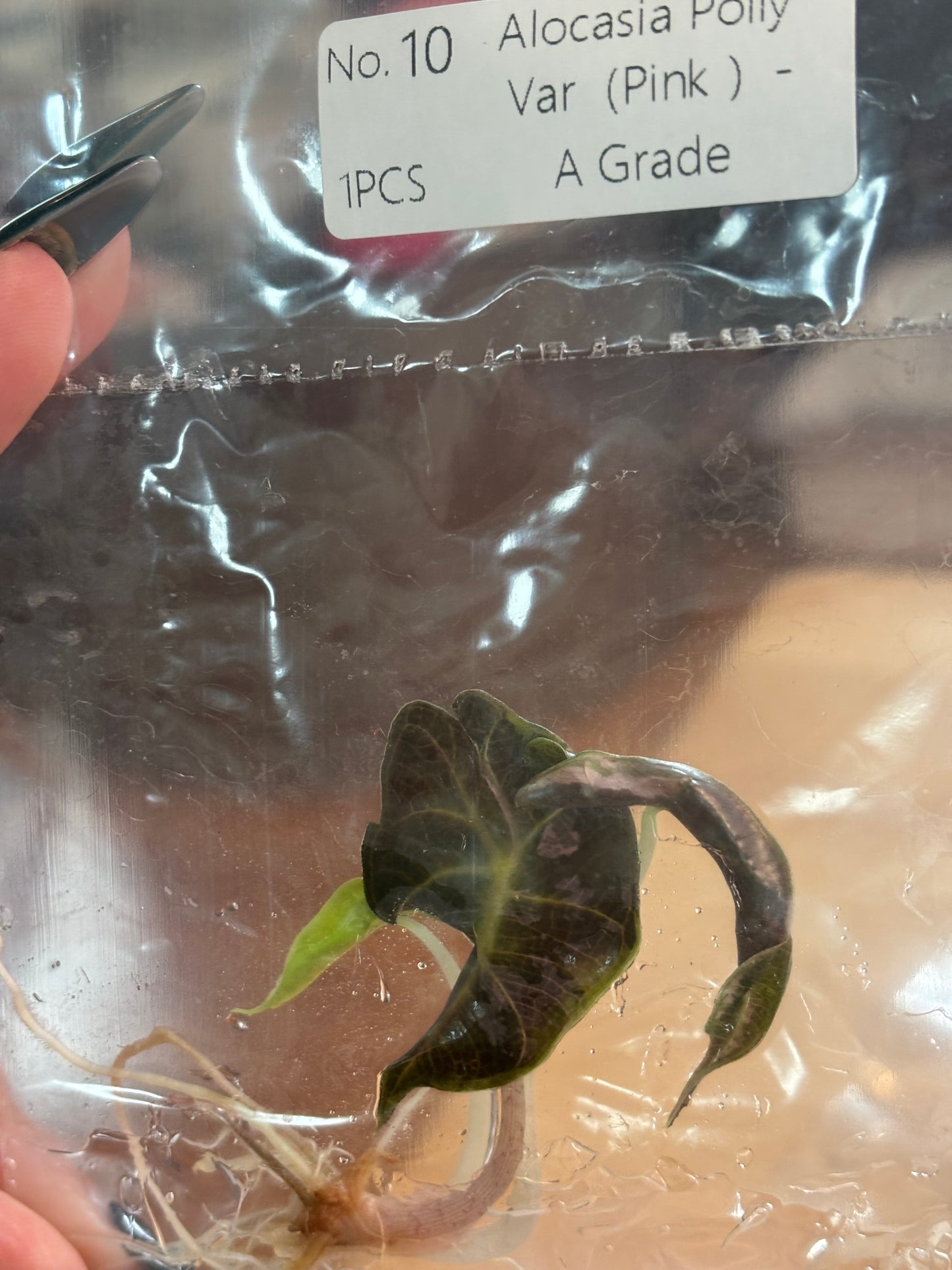 Alocasia Pink Polly High Variegation- Tissue Culture Growers Choice