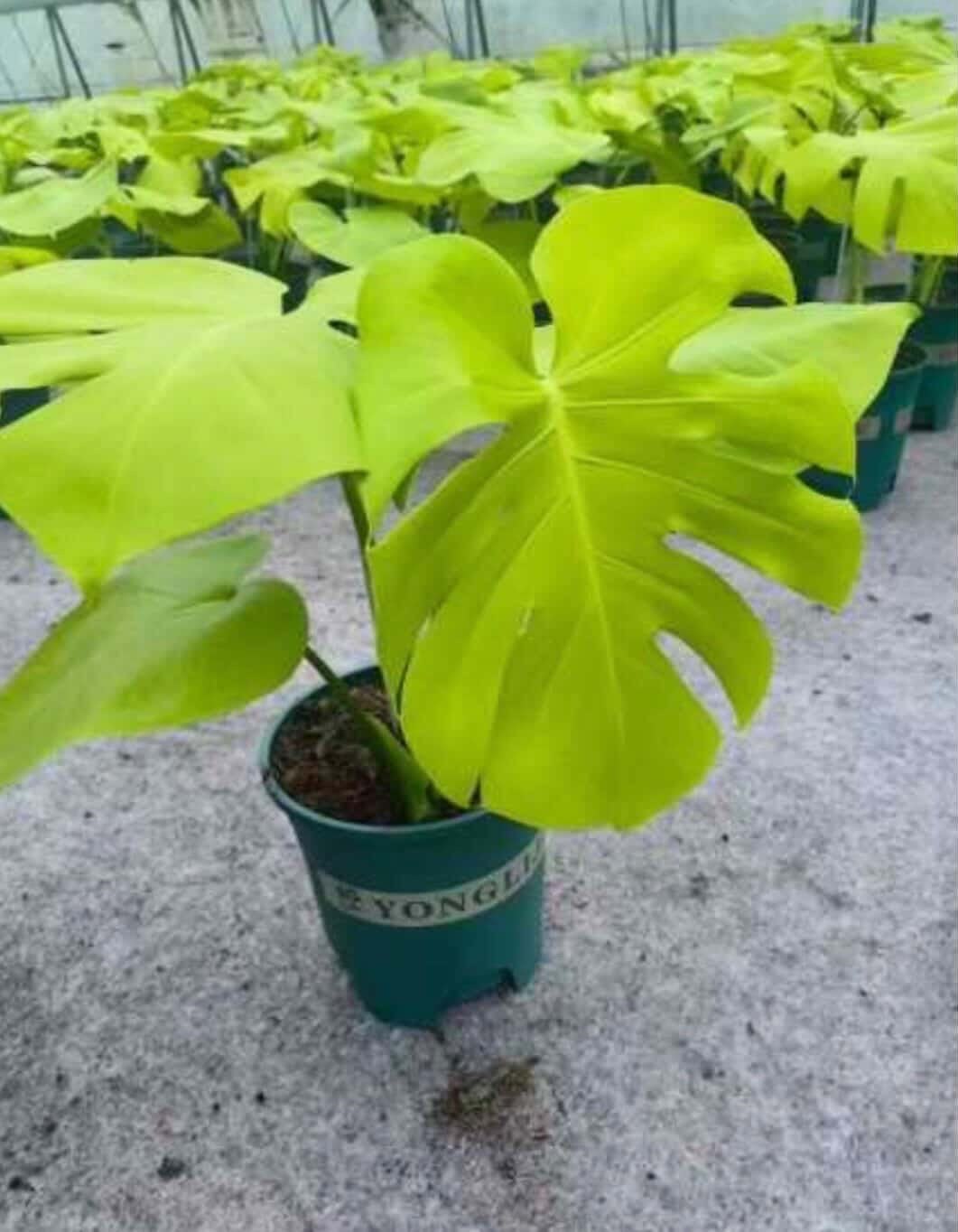 Monstera Delisiosa ‘Triple Yellow’ Tissue Culture - Growers Choice