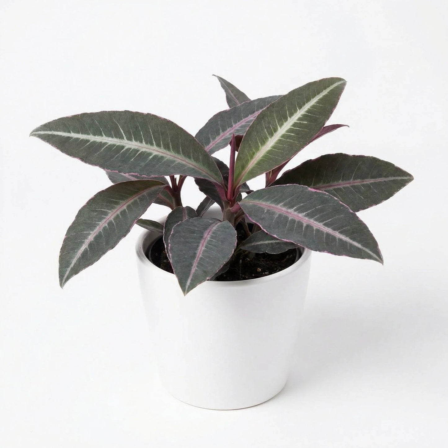 Labisia Electric Pink TC Growers Choice