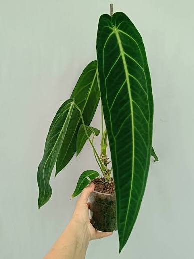 Anthurium Warocqueanum PLUG Growers Choice