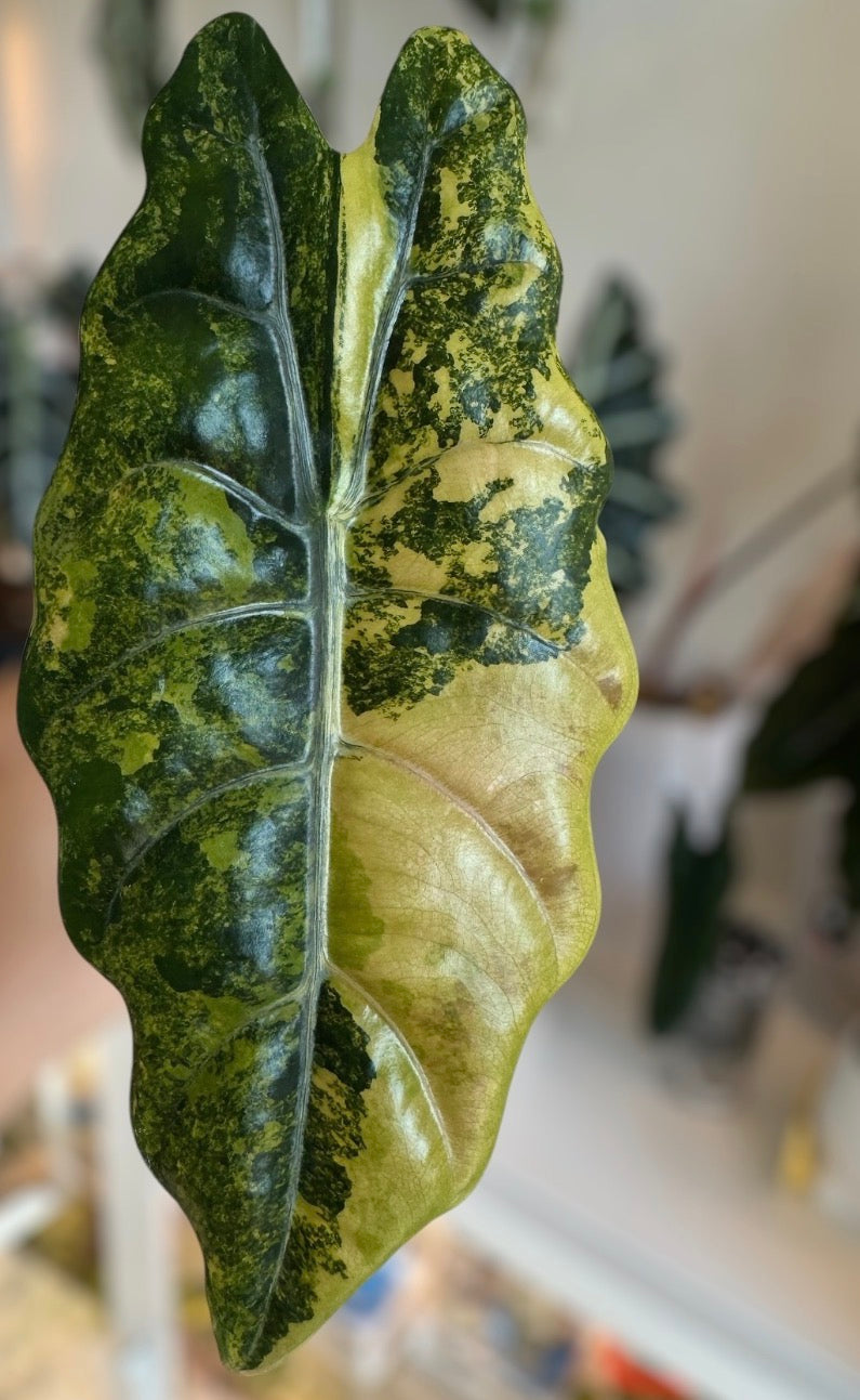 Aurea Chantrieri TC Growers Choice