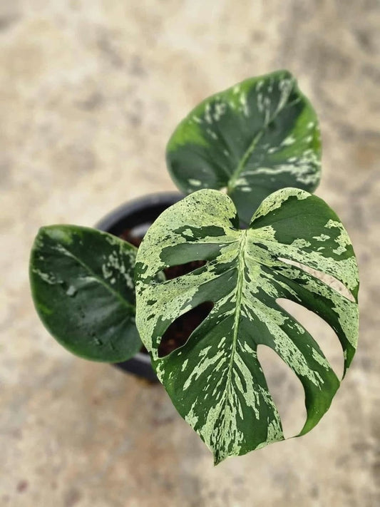 Monstera Bulbasaur - Tissue Culture Growers Choice