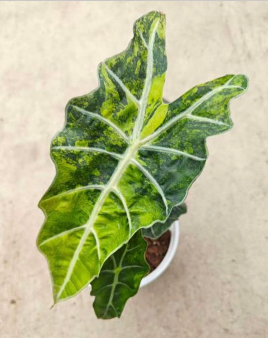 Polly Aurea - Tissue Culture Growers Choice