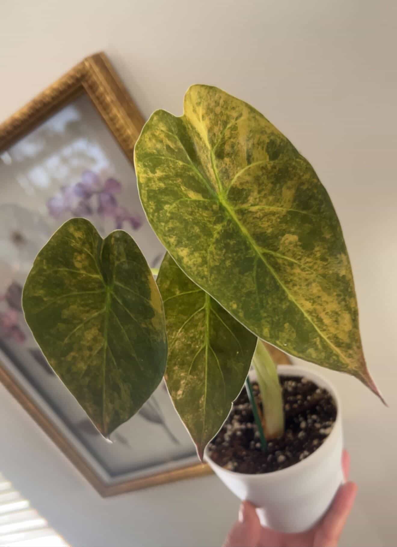 Alocasia Wentii Aurea - Tissue Culture Growers Choice
