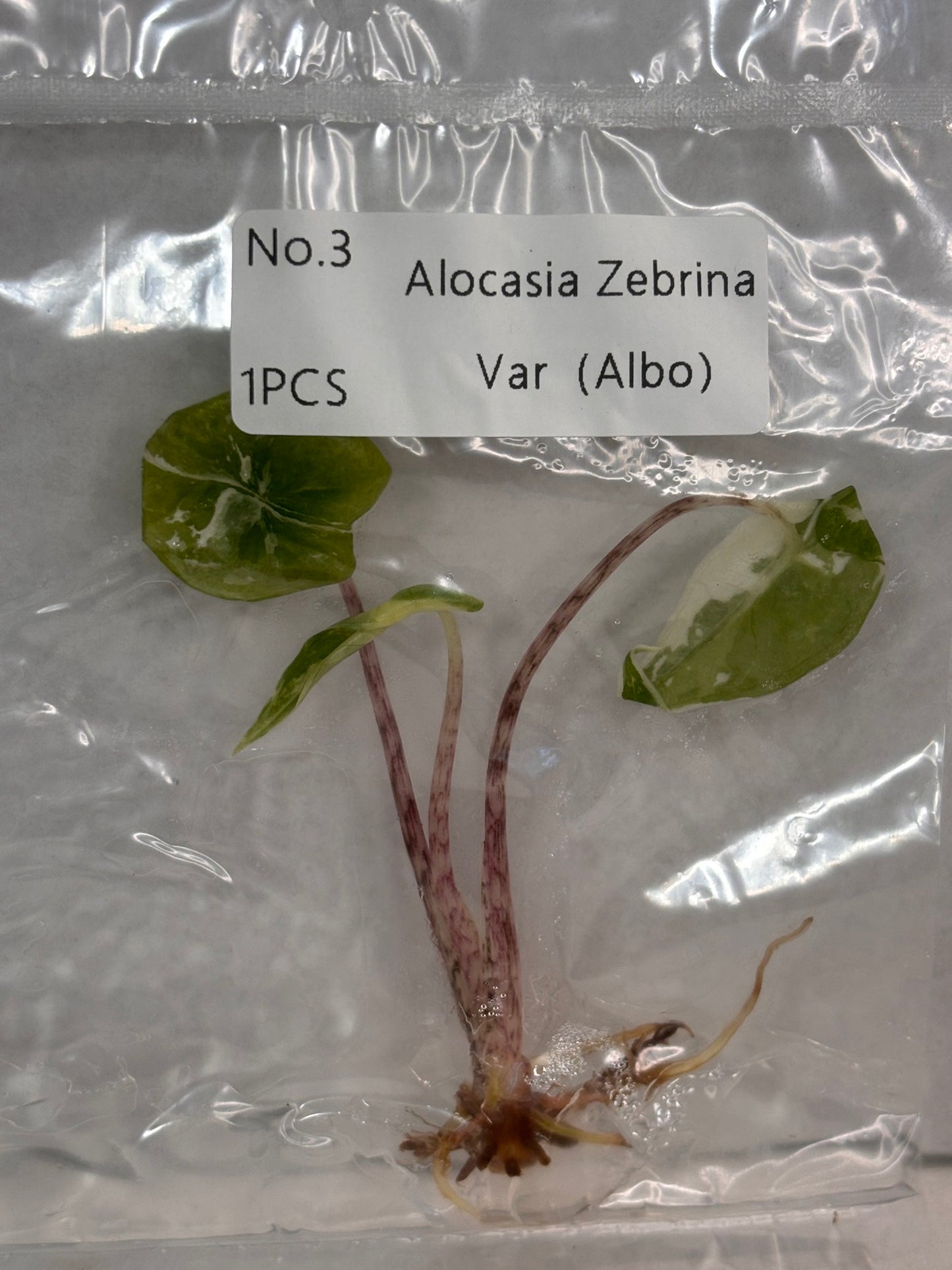 Zebrina Albo - Tissue Culture Growers Choice