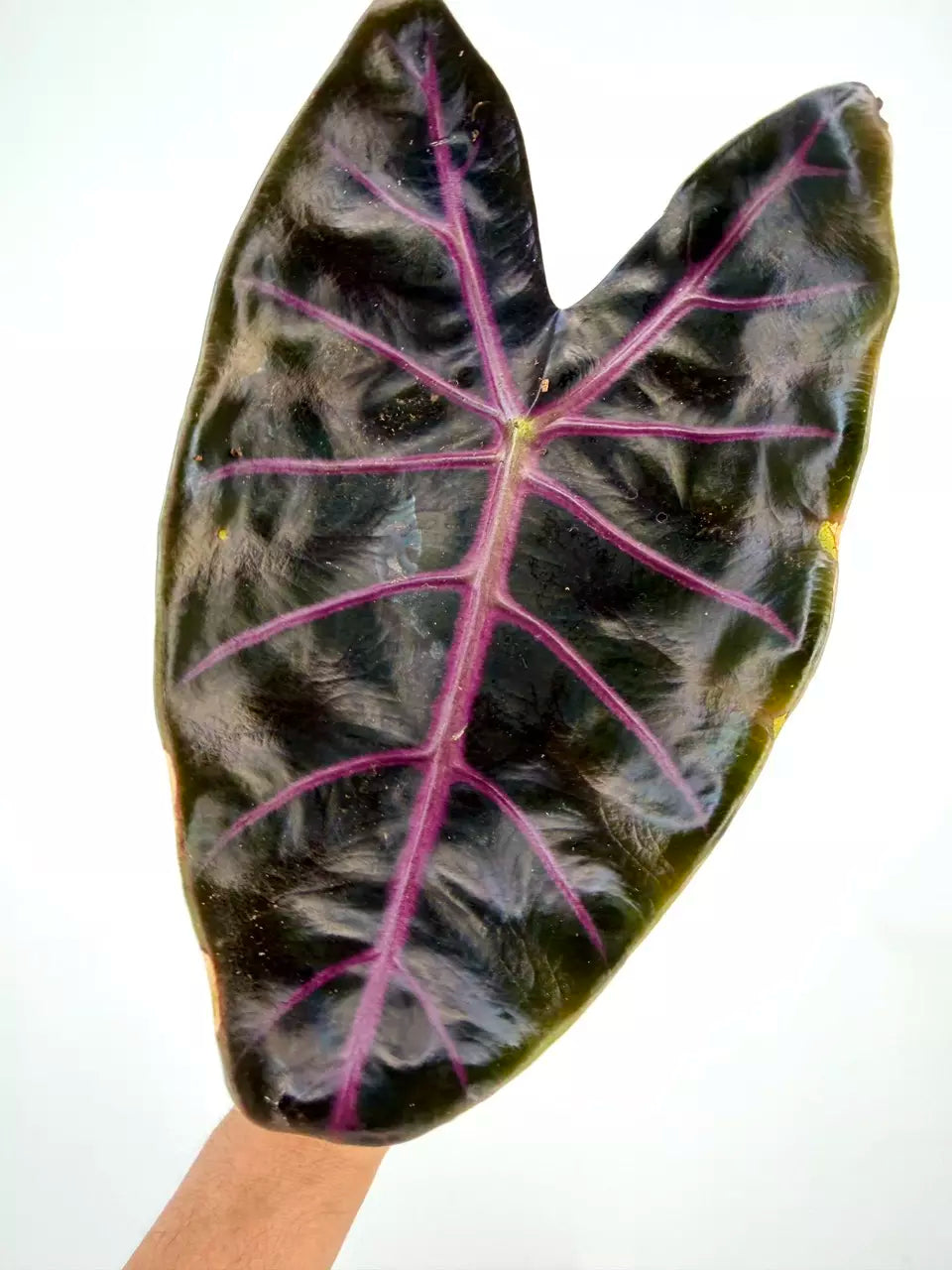 Suhirmaniana Purple Vein TC Growers Choice