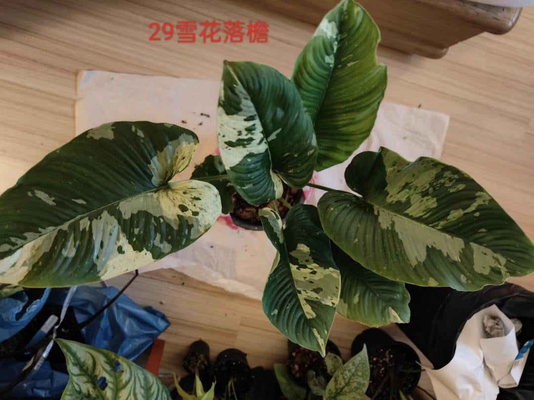 Homalomena Sp 1355 - Tissue Culture Growers Choice