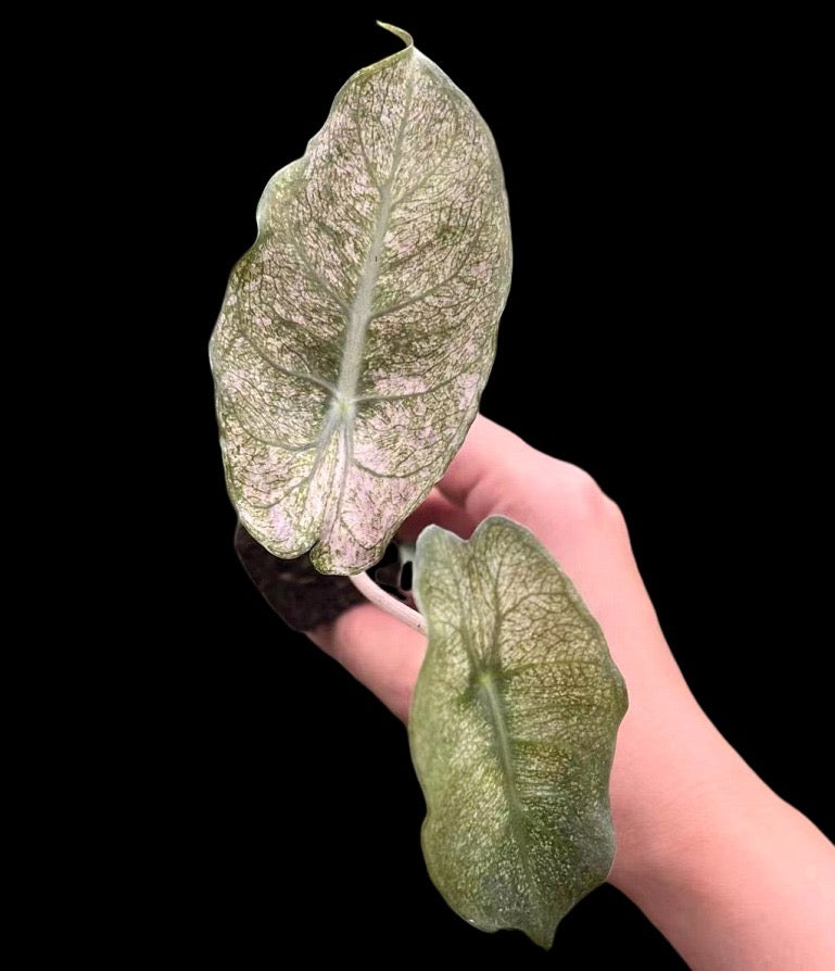 Pink Dragon Variegated Tissue Culture
