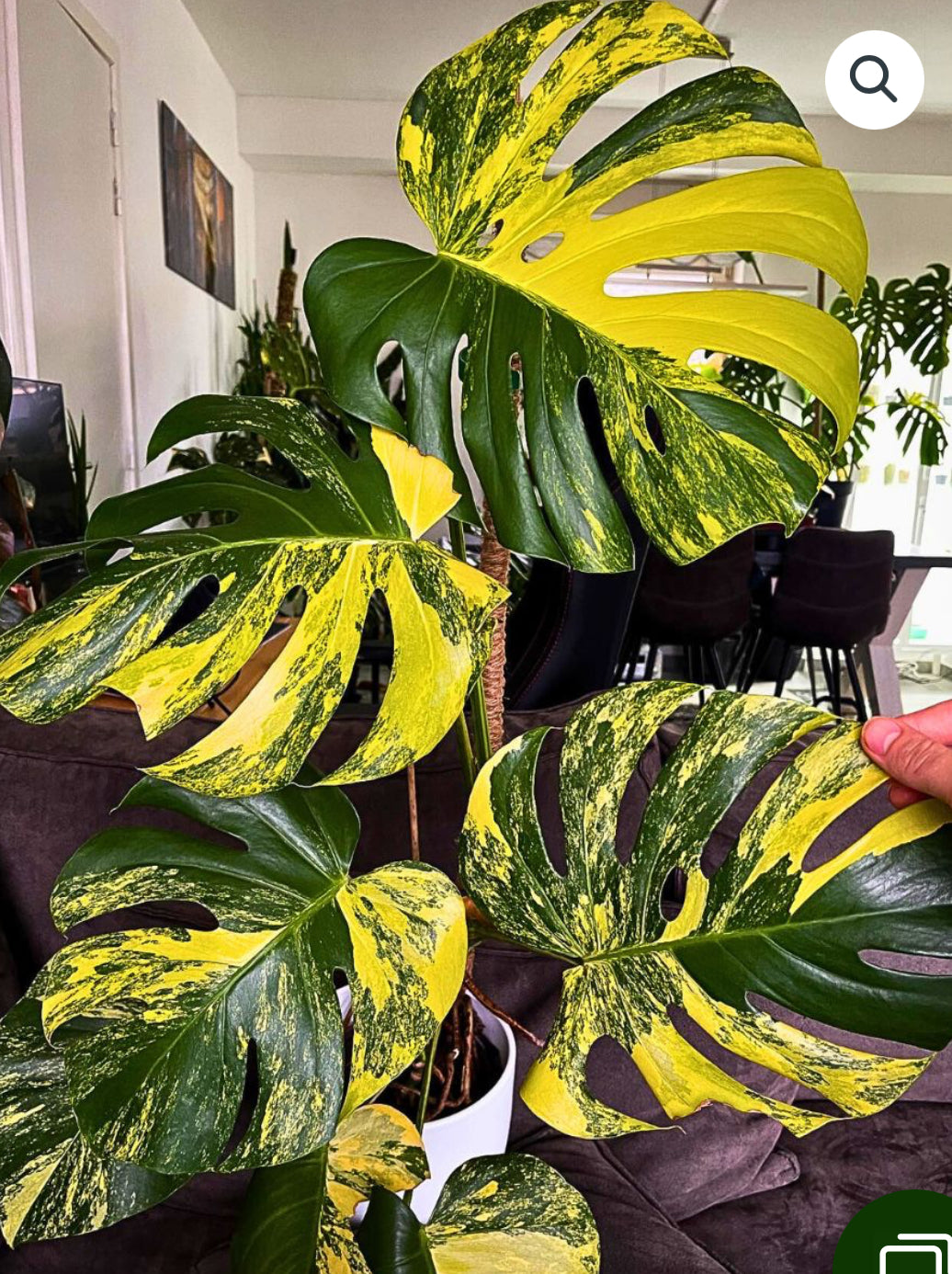 Monstera Aurea tc