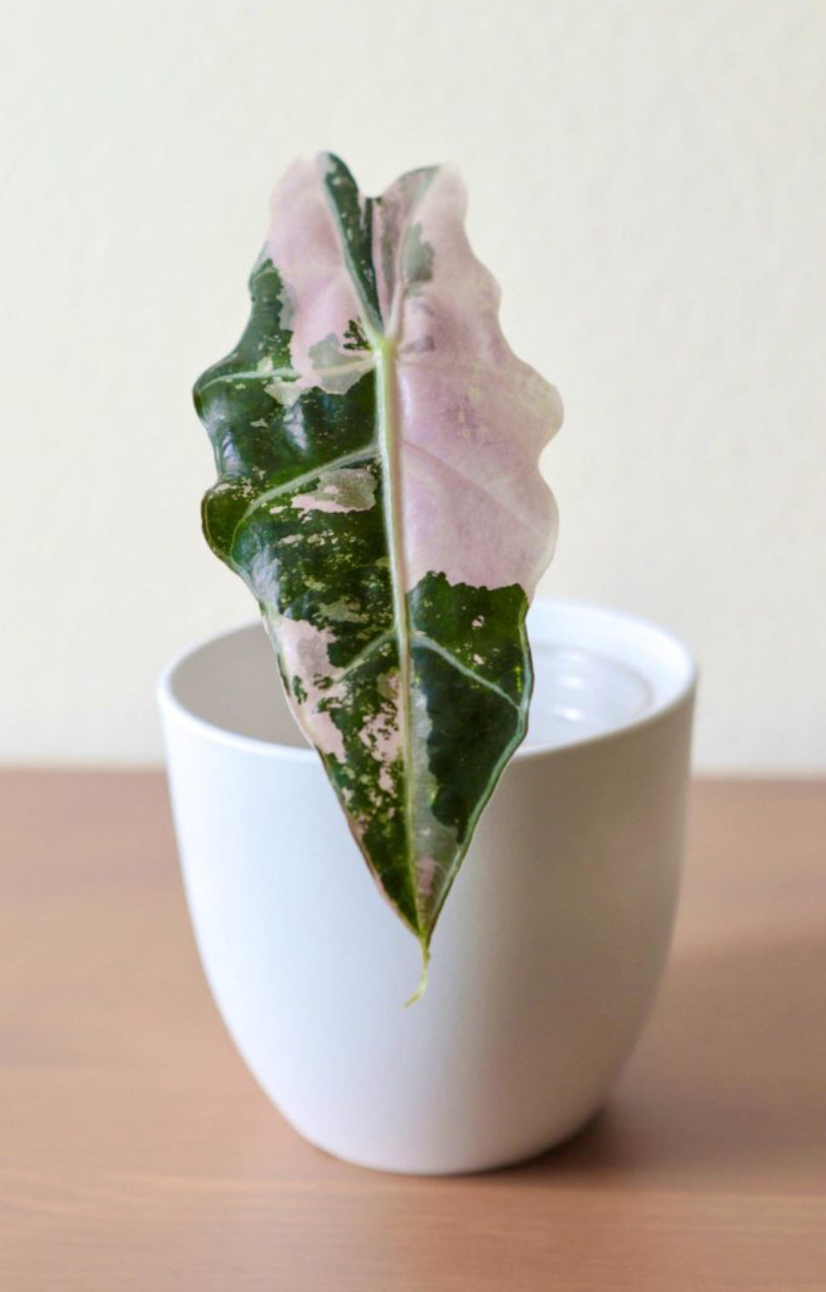 Pink Polly High Variegation Alocasia tissue culture