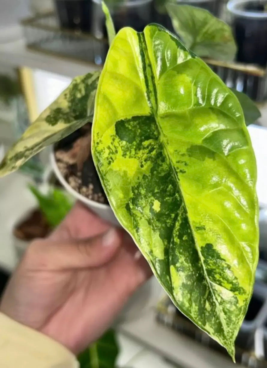 Sinuata Aurea Alocasia Tissue Culture