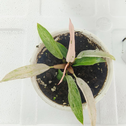 NEW Strawberry PINK Caramel Marble Philodendron tissue culture