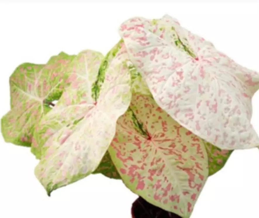 Caladium ‘Pied Cloud’ TC Growers Choice