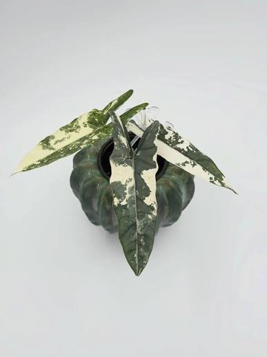Metallic Blue Albo TC Growers Choice