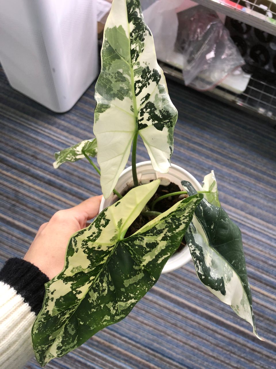 Simpo Albo Alocasia - Tissue Culture Growers Choice