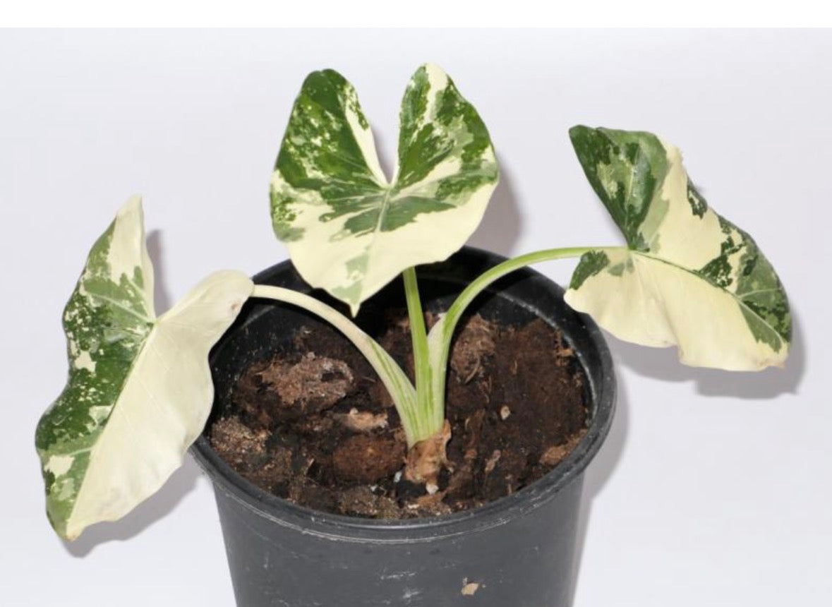 Variegated Frydek Albo - Tissue Culture Growers Choice