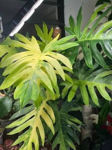 Philodendron Radiatum Aurea Var TC Growers Choice