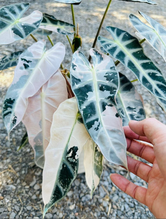 Pink variegated bambino Alocasia invitro