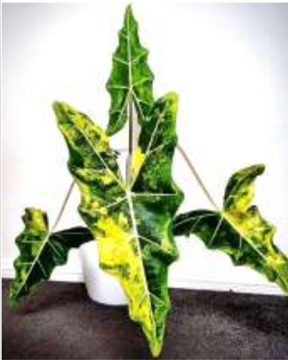 Sarian Aurea Tissue Culture