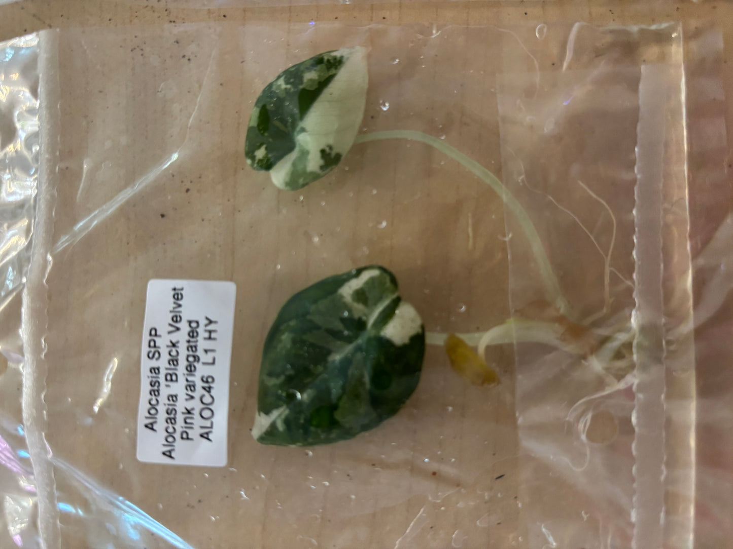 Pink black velvet albo alocasia