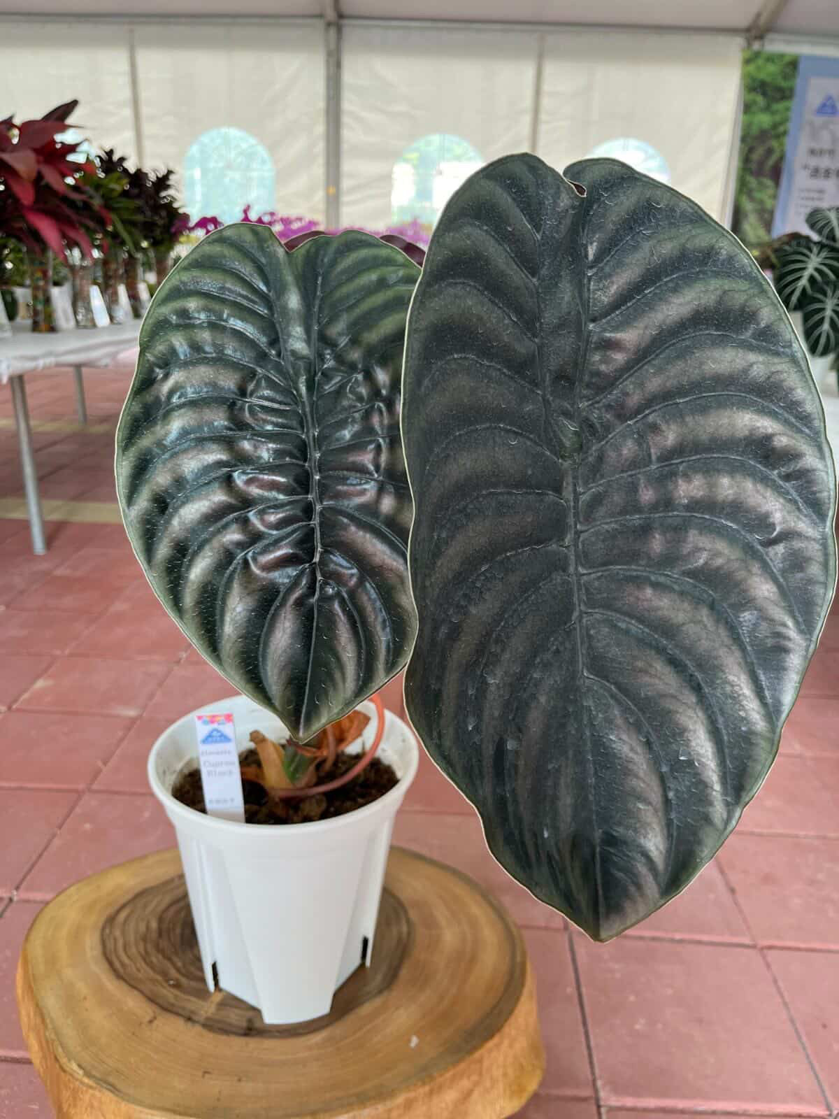 Alocasia Cuprea ‘Black’ Tissue Culture Growers Choice