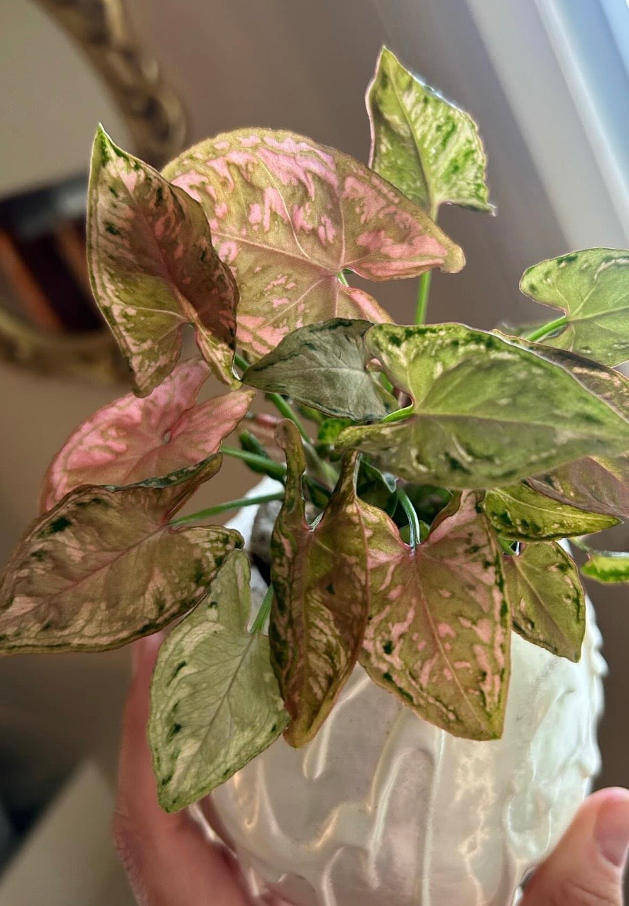 Syngonium Pink Godzilla TC Growers Choice