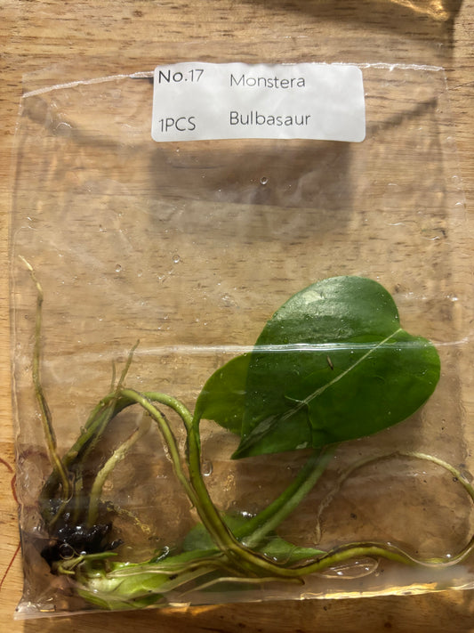 Monstera Bulbasaur tissue culture