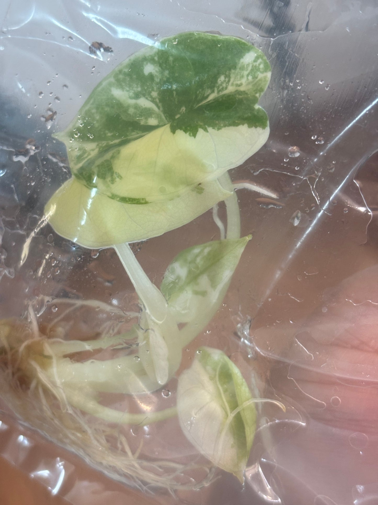 Pink Albo Wentii Alocasia Tissue Culture