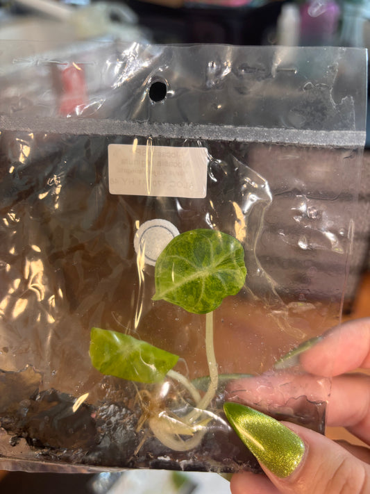 Ninja Aurea tissue culture