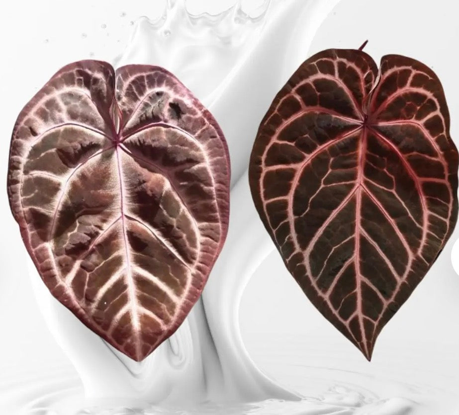 Purple Aurora Anthurium (Pink Lemonade x Red Crystal)starter PLUG Growers Choice