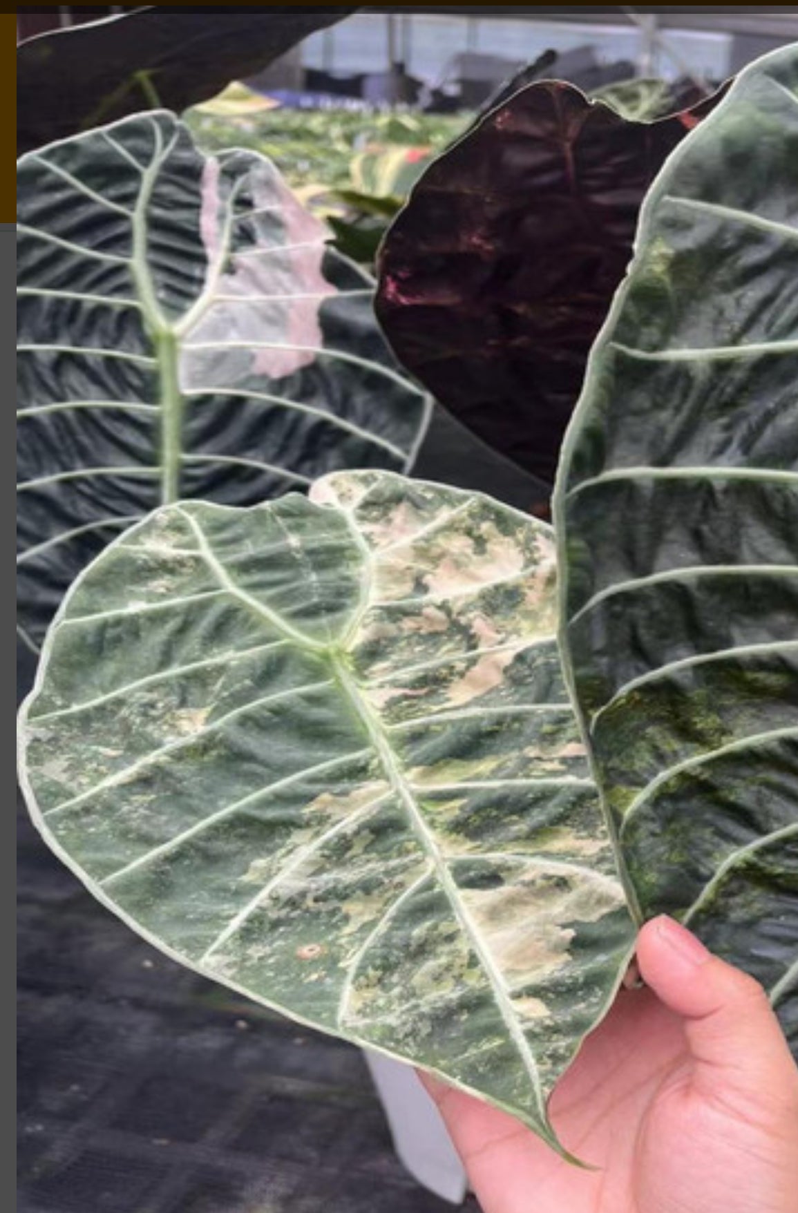 Pink Watsoniana "glossy" tissue culture