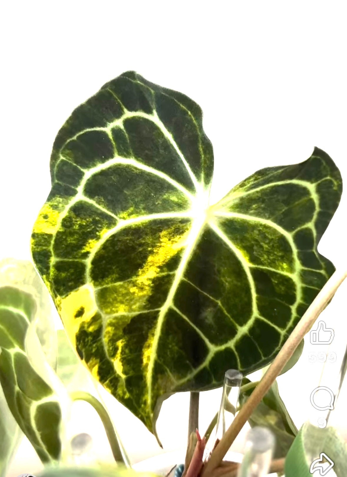 Variegated Clarinervium Anthurium - Tissue Culture Growers Choice