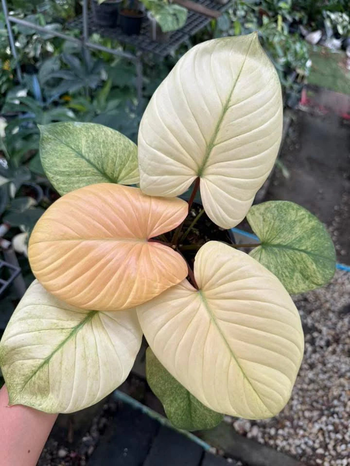 Homalomena Mint Var TC Growers Choice