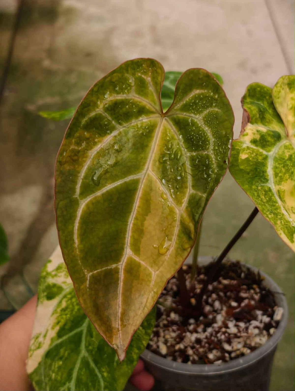 Anthurium Pap x Mag Var TC Growers Choice