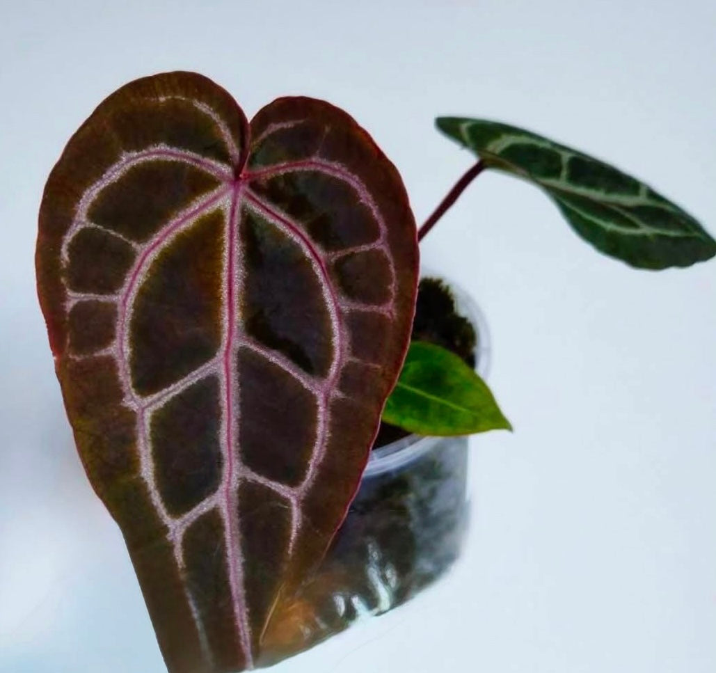 Anthurium ‘Wonderboy x Michelle’ TC Growers Choice