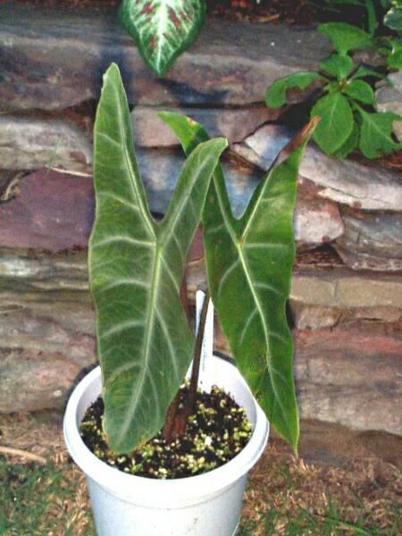 Longiloba Magnifica TC Growers Choice