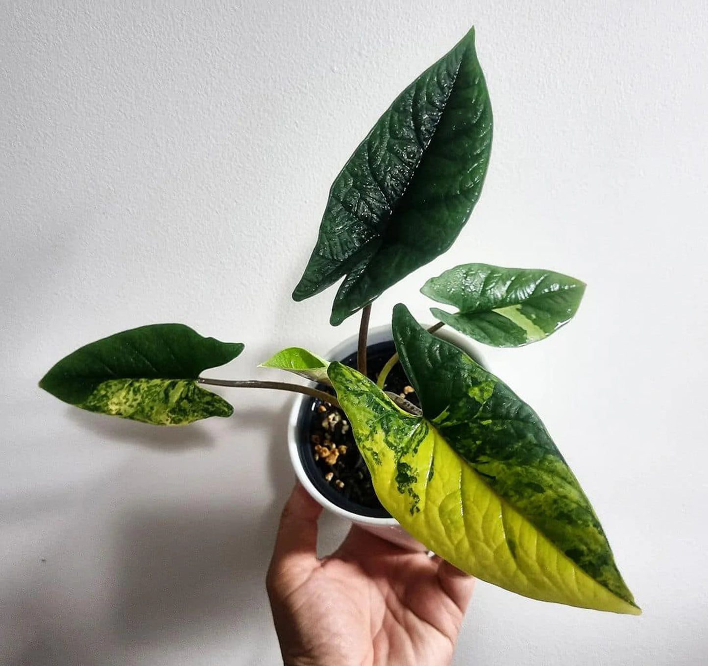 Scalprum Aurea Variegated- Tissue Culture Growers Choice