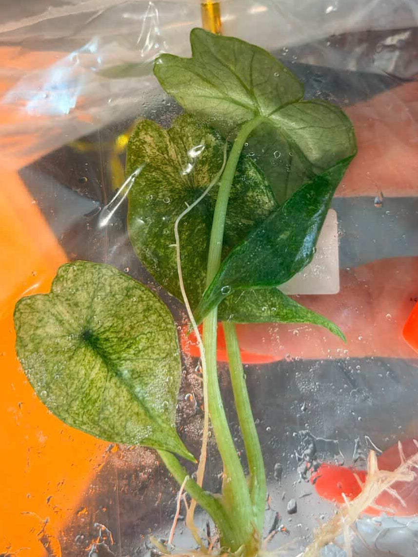 BRAND NEW CULTIVAR Simpo Aurea Mint tissue culture growers choice